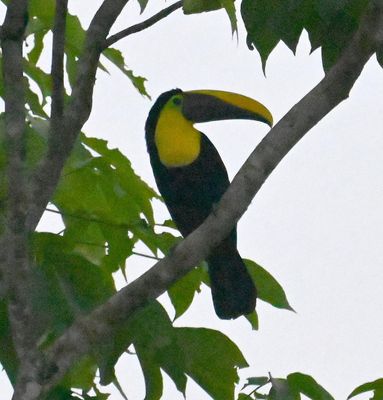 Yellow-throated Toucan