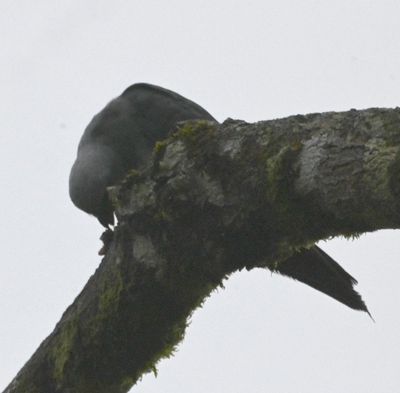 Plumbeous Kite
Seems to be picking at the lichens on the branch where he is perched
