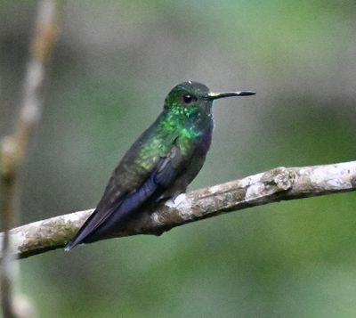 Purple-chested Hummingbird
At Rio Silanche Reserve