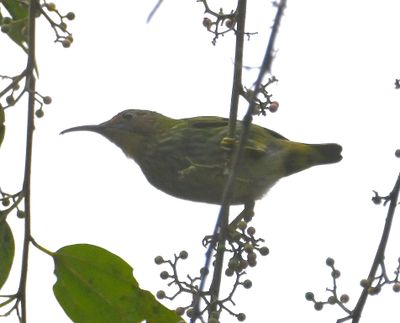 Female Purple Honeycreeper