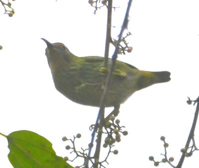 In this photo, you can see a little better the yellow throat, orange and the head, and stripes on the underside.