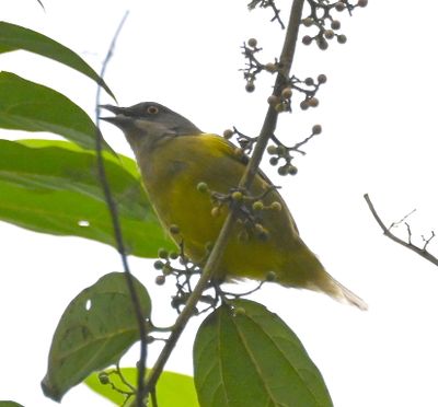 Female Black-faced Dacnis