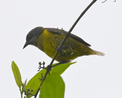 Female Black-faced Dacnis