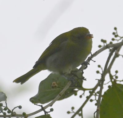 Female Guira Tanager