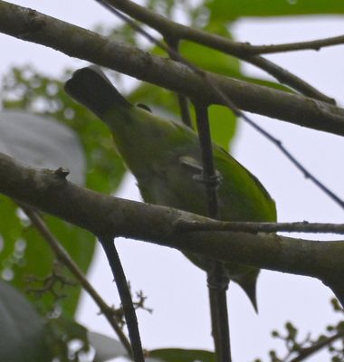 Female Green Honeycreeper