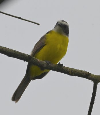 Rusty-margined Flycatcher