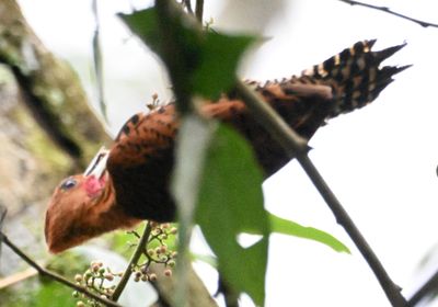 Cinnamon Woodpecker