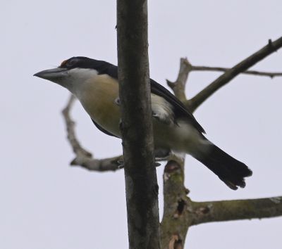 Orange-fronted Barbet