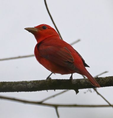 Male Summer Tanager