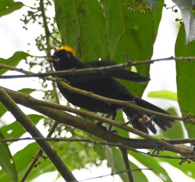 Male Tawny-crested Tanager