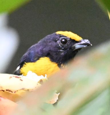 Orange-bellied Euphonia