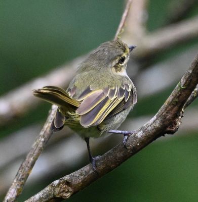 Chocó Tyrannulet
