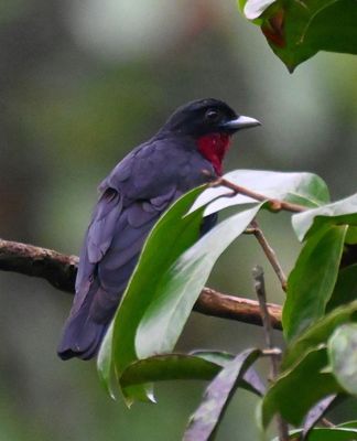 Purple-throated Fruitcrow