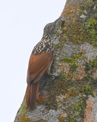 Black-striped Woodcreeper
With an insect