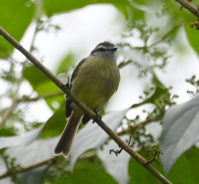 Sooty-headed Tyrannulet