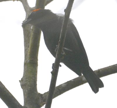 Scarlet-browed Tanager