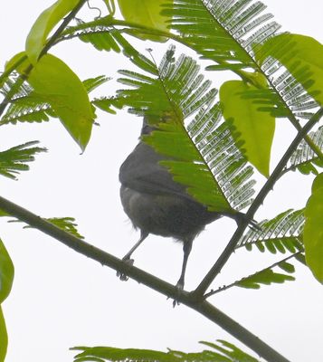 Unidentified Bird
Any ideas?