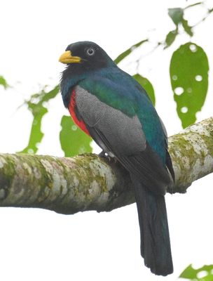 Male Blue-tailed Trogon