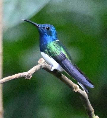 White-necked Jacobin
At feeders at entrance to Rio Silanche Reserve