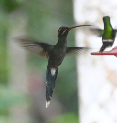 White-wiskered Hermit, with a Green Thorntail