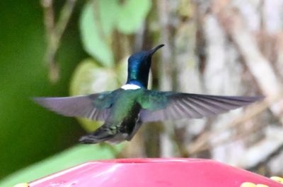 White-necked Jacobin