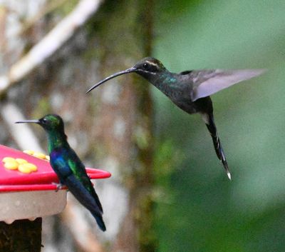 Crowned Woodnymph and White-whiskered Hermit