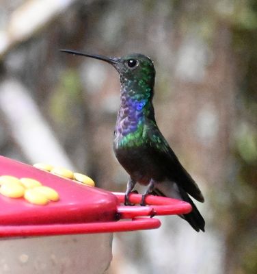 Purple-chested Hummingbird
Per Andres, the white vent distinguishes the PCHU