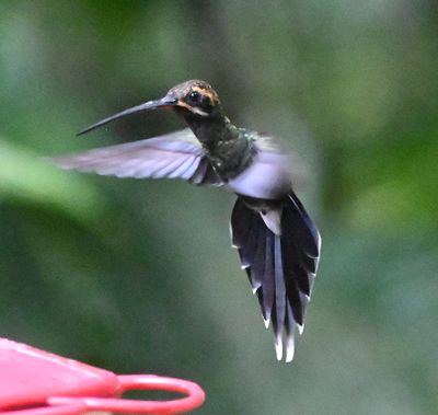 White-whiskered Hermit