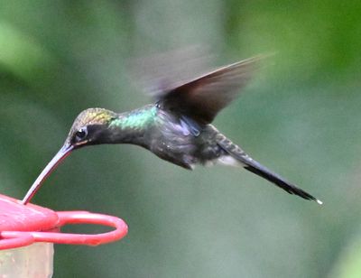 White-whiskered Hermit