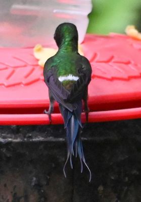 Male Green Thorntail