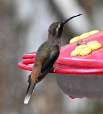 Stripe-throated Hermit