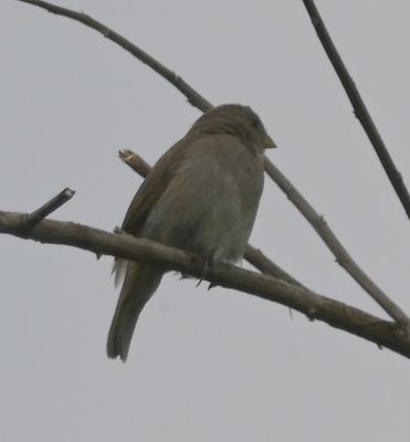 Dull-colored Grassquit