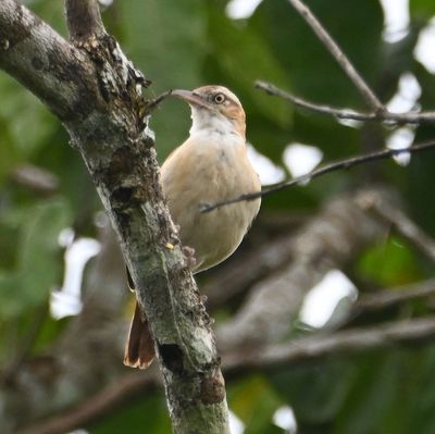 Pacific Hornero