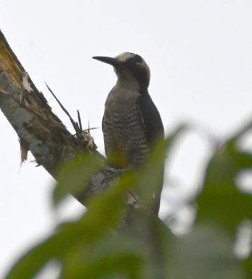 Black-cheeked Woodpecker