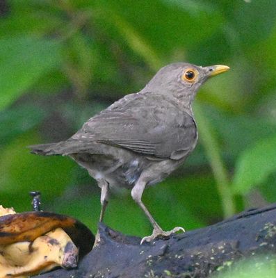 Ecuadorian Thrush
We returned to Sachatamia Rainforest Reserve Lodge; it was drizzling, but not dark, and there were two covered bird-watching areas, so we watched birds coming to feeders at each location. This was an open area with bananas mounted on branches.