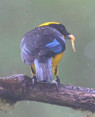Blue-winged Mountain Tanager
Eating a piece of wet banana