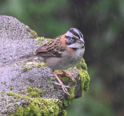 Rufous-collared Sparrow
We saw them everywhere and our guide Andres called them 'rufies.'