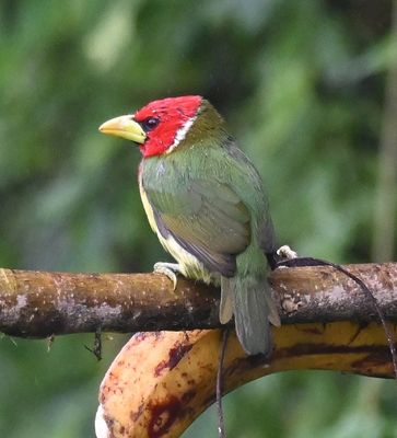 Male Red-headed Barbet