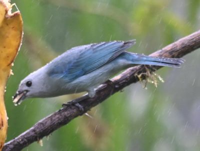 Blue-gray Tanager