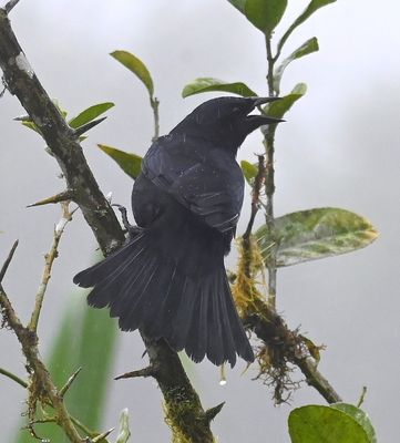 Scrub Blackbird