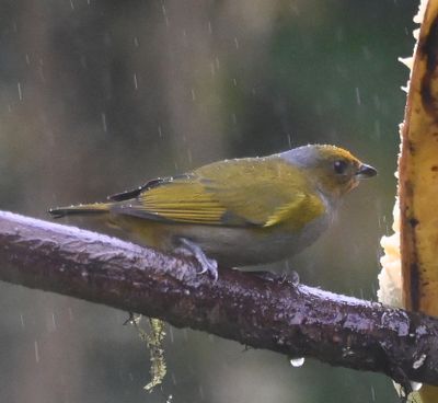 Female Orange-bellied Euphonia