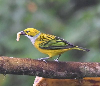 Silver-throated Tanager