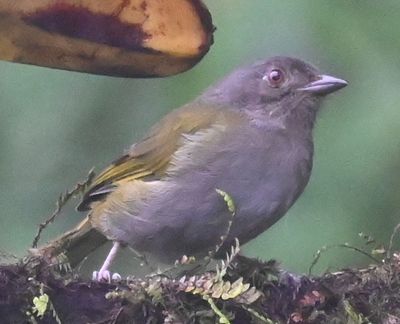 Dusky Chlorospingus