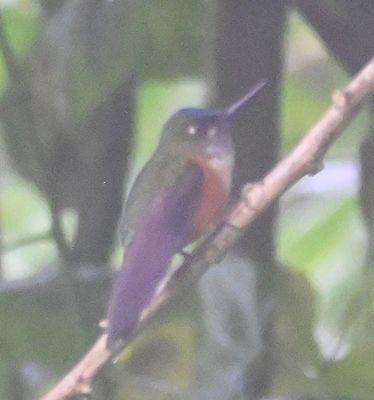 Female Violet-tailed Sylph
Looks very different from the male