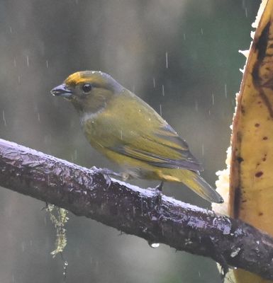 Female Orange-bellied Euphonia