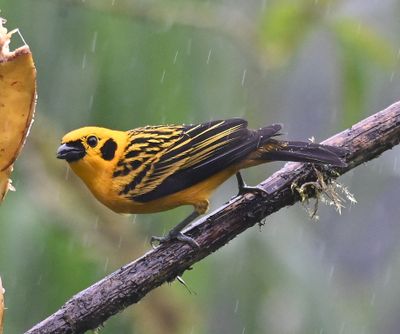 Golden Tanager