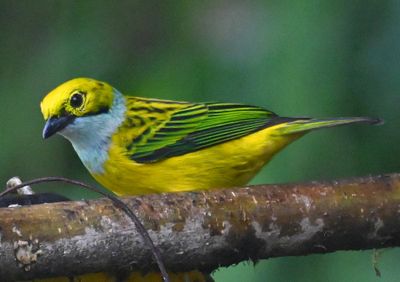 Silver-throated Tanager