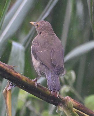 Ecuadorian Thrush