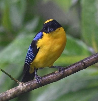 Blue-winged Mountain Tanager