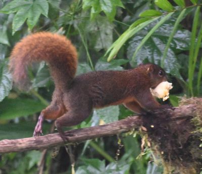 Red-tailed Squirrel
Sciurus granatensis